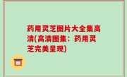 药用灵芝图片大全集高清(高清图集：药用灵芝完美呈现)