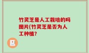 竹灵芝是人工栽培的吗图片(竹灵芝是否为人工种植？