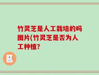 竹灵芝是人工栽培的吗图片(竹灵芝是否为人工种植？