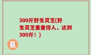 300斤野生灵芝(野生灵芝重量惊人，达到300斤！)