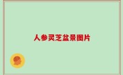 人参灵芝盆景图片