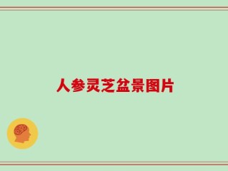 人参灵芝盆景图片