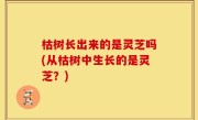 枯树长出来的是灵芝吗(从枯树中生长的是灵芝？)