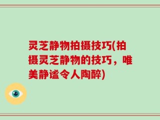 灵芝静物拍摄技巧(拍摄灵芝静物的技巧，唯美静谧令人陶醉)