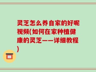 灵芝怎么养自家的好呢视频(如何在家种植健康的灵芝——详细教程)