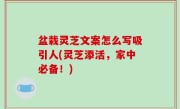 盆栽灵芝文案怎么写吸引人(灵芝添活，家中必备！)
