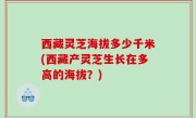 西藏灵芝海拔多少千米(西藏产灵芝生长在多高的海拔？)