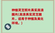 种植灵芝照片真实高清图片(高清真实灵芝图片，适用于种植及美化环境。)