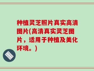 种植灵芝照片真实高清图片(高清真实灵芝图片，适用于种植及美化环境。)