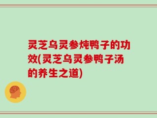 灵芝乌灵参炖鸭子的功效(灵芝乌灵参鸭子汤的养生之道)