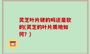 灵芝叶片硬的吗还是软的(灵芝的叶片质地如何？)