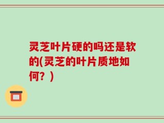 灵芝叶片硬的吗还是软的(灵芝的叶片质地如何？)