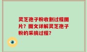 灵芝孢子粉收割过程图片？图文详解灵芝孢子粉的采摘过程？