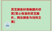灵芝颜色好用嘛图片欣赏(赏心悦目的灵芝图片，揭示颜色与功效之美)