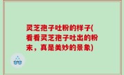 灵芝孢子吐粉的样子(看看灵芝孢子吐出的粉末，真是美妙的景象)