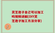 灵芝孢子自己可以加工吗视频讲解(DIY灵芝孢子加工方法分享)