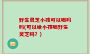 野生灵芝小孩可以喝吗吗(可以给小孩喝野生灵芝吗？)