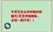 干灵芝怎么样种植的呢图片(灵芝种植图解，全程一网打尽！)