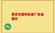黑灵芝菌种出售广告语图片
