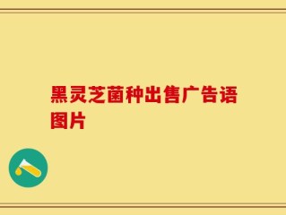 黑灵芝菌种出售广告语图片