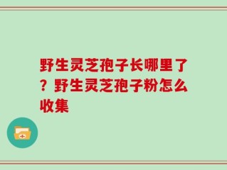 野生灵芝孢子长哪里了？野生灵芝孢子粉怎么收集