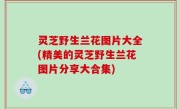 灵芝野生兰花图片大全(精美的灵芝野生兰花图片分享大合集)
