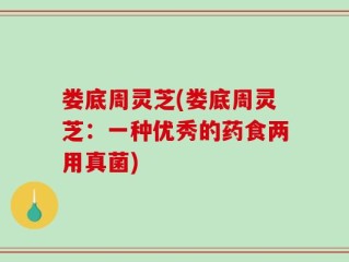 娄底周灵芝(娄底周灵芝：一种优秀的药食两用真菌)