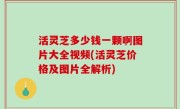 活灵芝多少钱一颗啊图片大全视频(活灵芝价格及图片全解析)