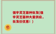 强宇灵芝菌种批发(强宇灵芝菌种大量供应，批发价优惠！)