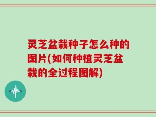 灵芝盆栽种子怎么种的图片(如何种植灵芝盆栽的全过程图解)