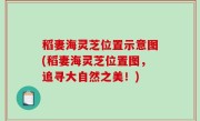 稻妻海灵芝位置示意图(稻妻海灵芝位置图，追寻大自然之美！)