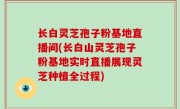 长白灵芝孢子粉基地直播间(长白山灵芝孢子粉基地实时直播展现灵芝种植全过程)