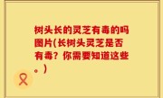 树头长的灵芝有毒的吗图片(长树头灵芝是否有毒？你需要知道这些。)