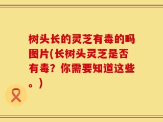 树头长的灵芝有毒的吗图片(长树头灵芝是否有毒？你需要知道这些。)