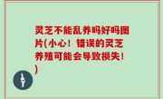 灵芝不能乱养吗好吗图片(小心！错误的灵芝养殖可能会导致损失！)