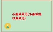 小雨采灵芝(小雨采摘珍贵灵芝)