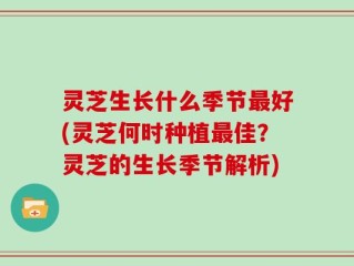 灵芝生长什么季节最好(灵芝何时种植最佳？灵芝的生长季节解析)