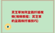 灵芝草如何盆栽扦插视频(视频教程：灵芝草的盆栽和扦插技巧)