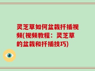 灵芝草如何盆栽扦插视频(视频教程：灵芝草的盆栽和扦插技巧)