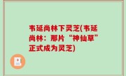 韦延尚林下灵芝(韦延尚林：那片“神仙草”正式成为灵芝)