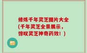 修炼千年灵芝图片大全(千年灵芝全景展示，惊叹灵芝神奇药效！)