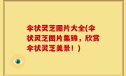 伞状灵芝图片大全(伞状灵芝图片集锦，欣赏伞状灵芝美景！)
