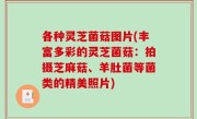 各种灵芝菌菇图片(丰富多彩的灵芝菌菇：拍摄芝麻菇、羊肚菌等菌类的精美照片)