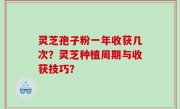 灵芝孢子粉一年收获几次？灵芝种植周期与收获技巧？