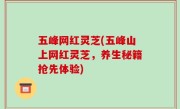 五峰网红灵芝(五峰山上网红灵芝，养生秘籍抢先体验)