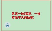 灵芝一枝(灵芝：一枝疗效不凡的仙草)