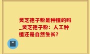 灵芝孢子粉是种植的吗_灵芝孢子粉：人工种植还是自然生长？