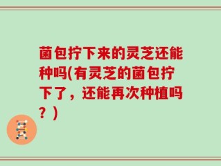 菌包拧下来的灵芝还能种吗(有灵芝的菌包拧下了，还能再次种植吗？)