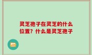 灵芝孢子在灵芝的什么位置？什么是灵芝孢子