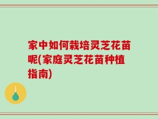 家中如何栽培灵芝花苗呢(家庭灵芝花苗种植指南)